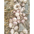New Crop Fresh Garlic Of 2019 In 5.0cm